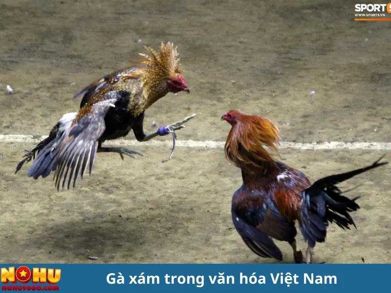 Gà Xám Là Gì? Hé Lộ Sự Thật Về Chiến Kê Dũng Mãnh