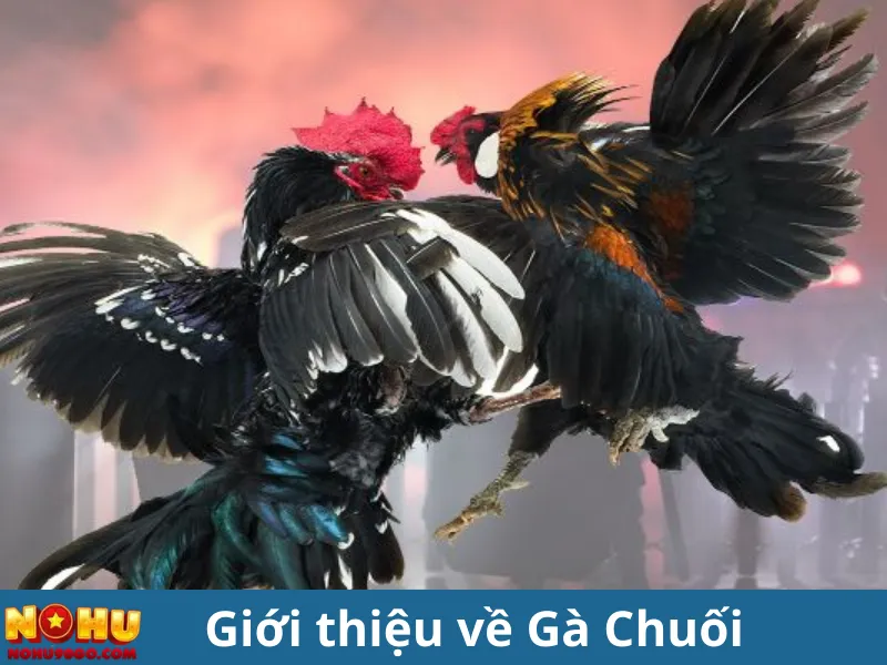 "Gà Chuối Là Gì? Khám Phá Những Điều Thú Vị Về Loài Gà Đặc Biệt
